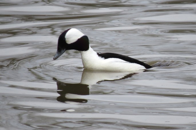 bufflehead