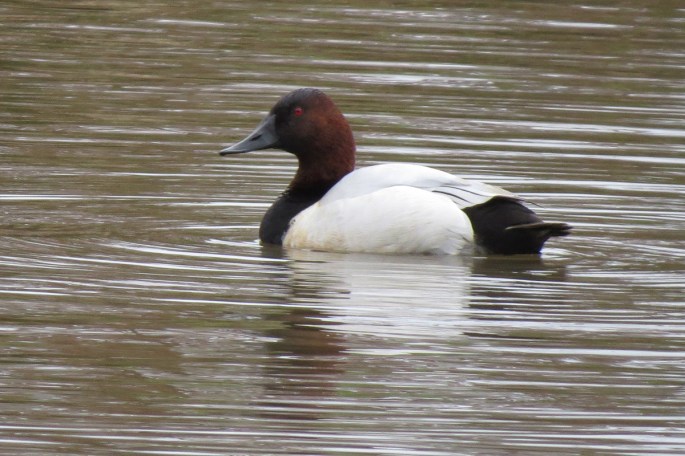 canvasback