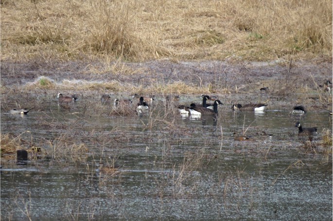 mixed flock