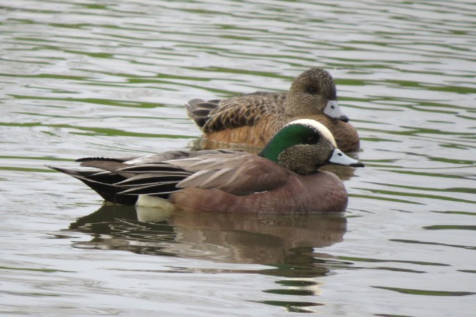 wigeon pair 1