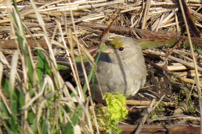 leucisitic golden-crowned sparrow