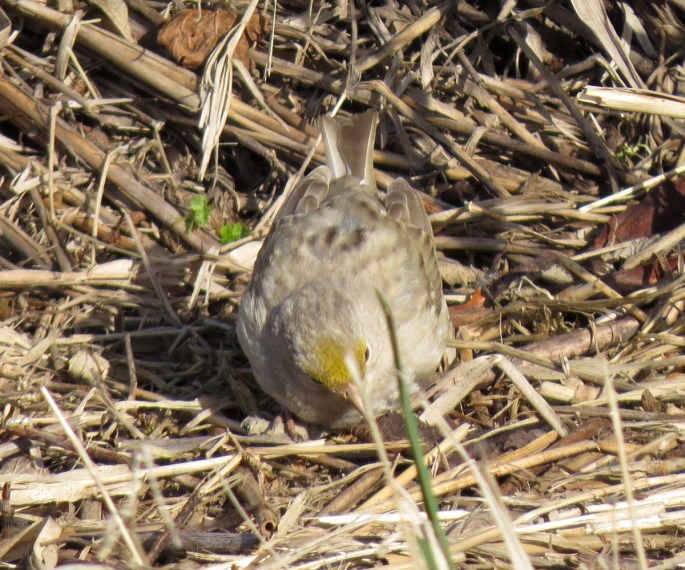 leucistic golden-crowned sparrow front