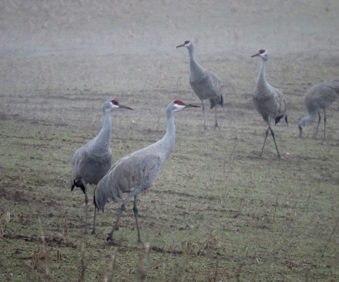 sandhill crane 1