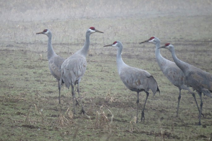 sandhill crane 2