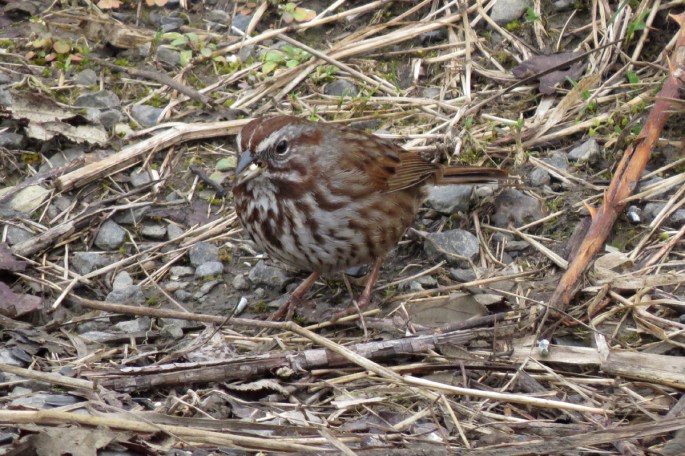 song sparrow