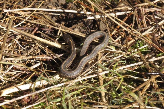 garter snake