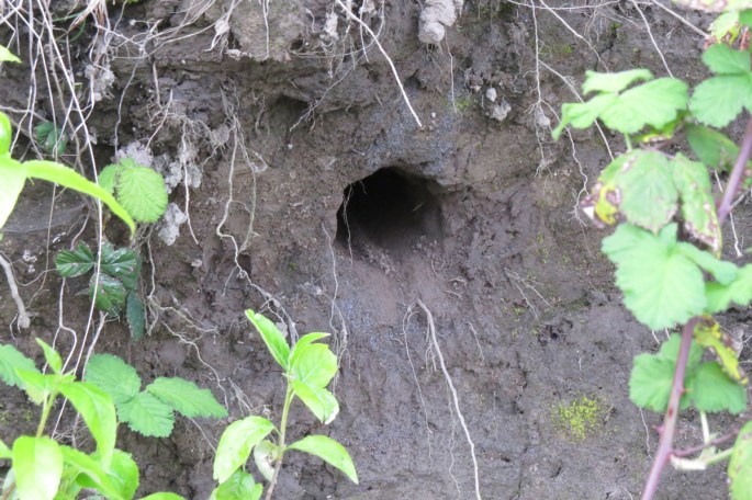 kingfisher burrow