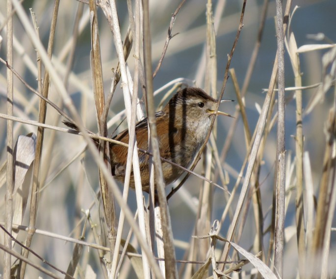 marsh wren singing
