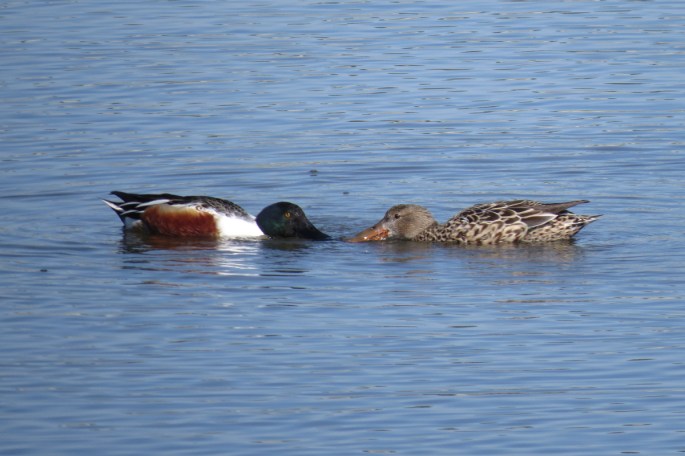 northern shovelers