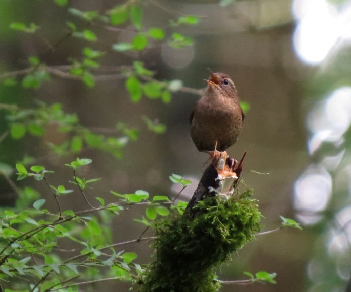 pacific wren front
