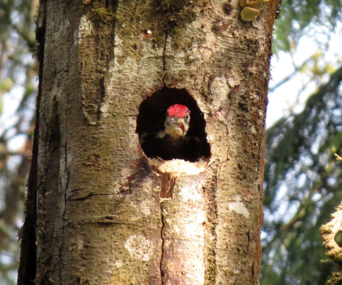 pileated woodpecker 2