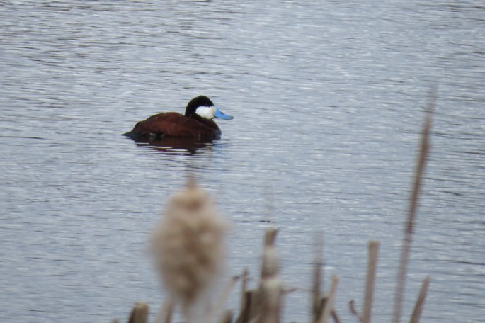 ruddy duck