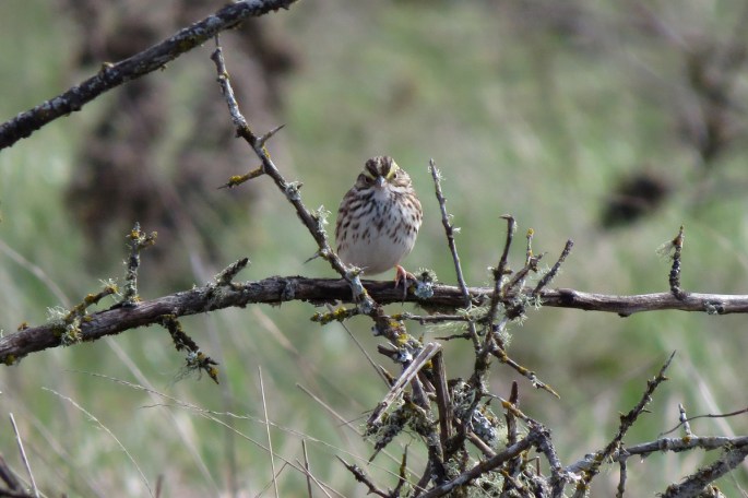 savannah sparrow front