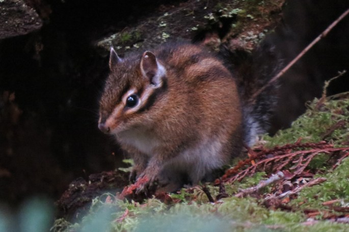 townsend's chipmunk