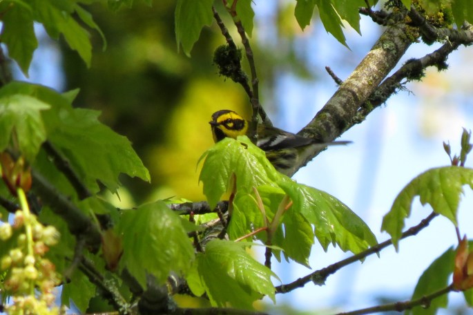 Townsend's Warbler