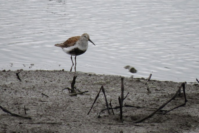 dunlin
