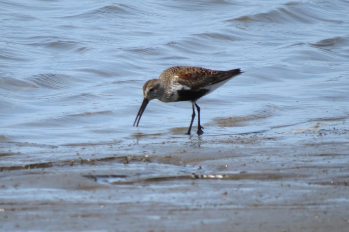 dunlin