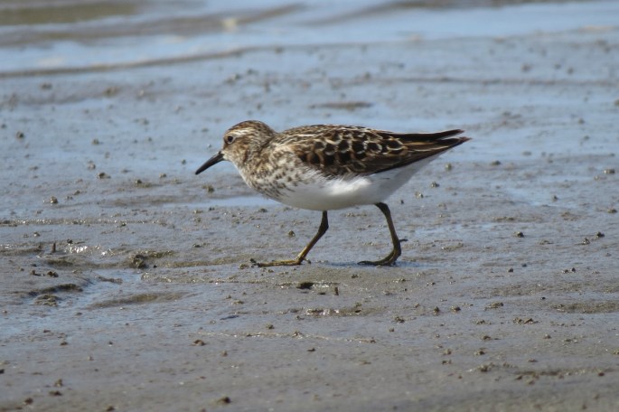 least sandpiper