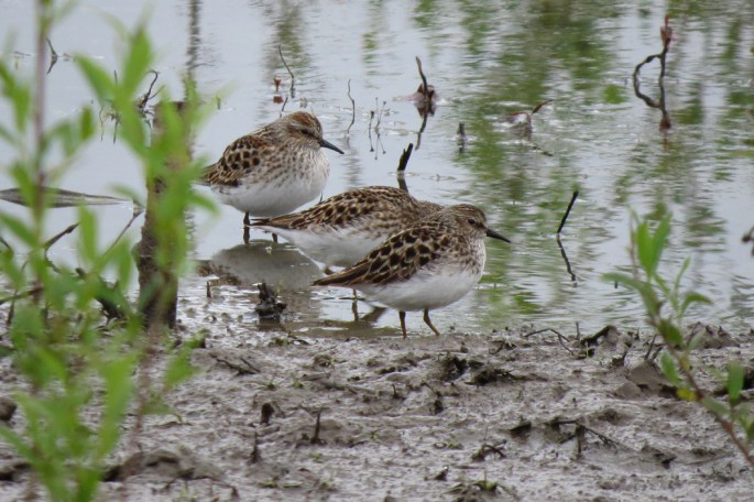 least sandpipers