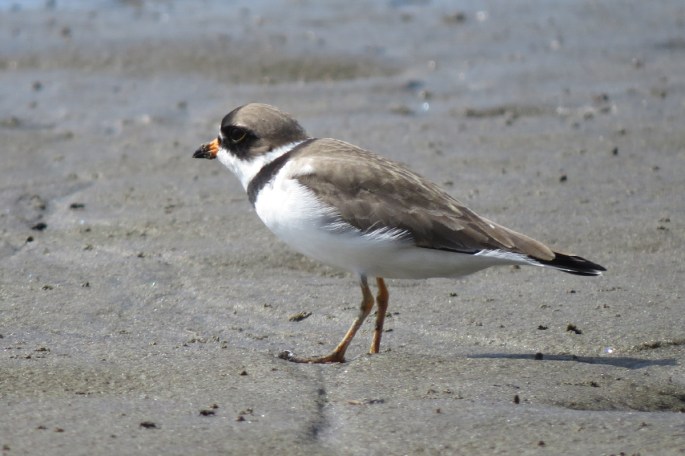 semipalmated plover