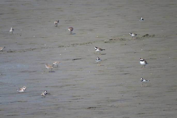 shorebird flock
