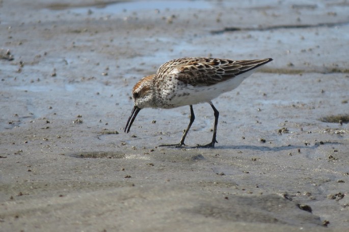 western sandpiper 3