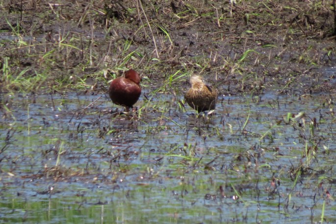 cinnamon teal