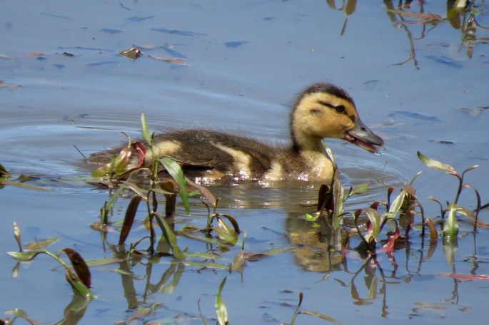 duckling