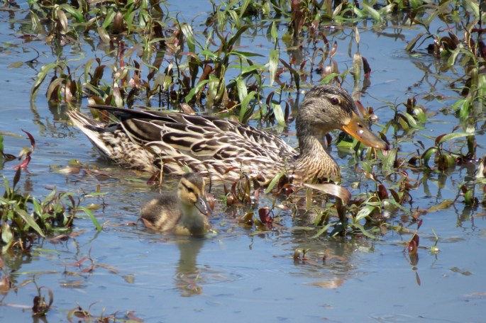 mallard mom