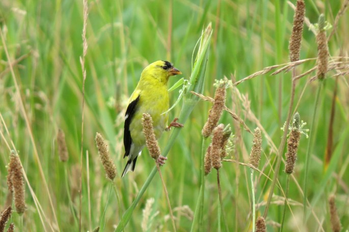 american goldfinch