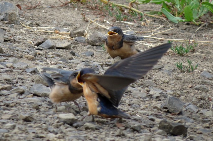 barn swallows