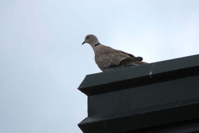 eurasian collared dove