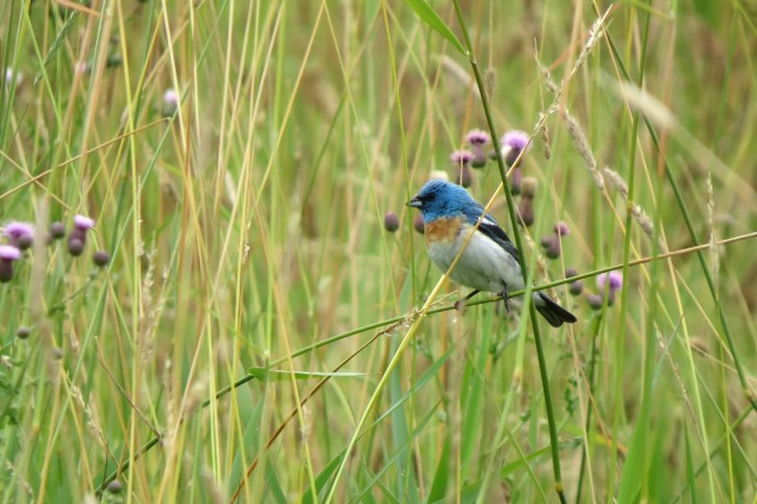 lazuli bunting left