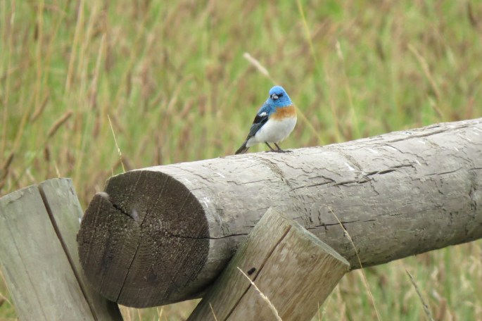 lazuli bunting on rail