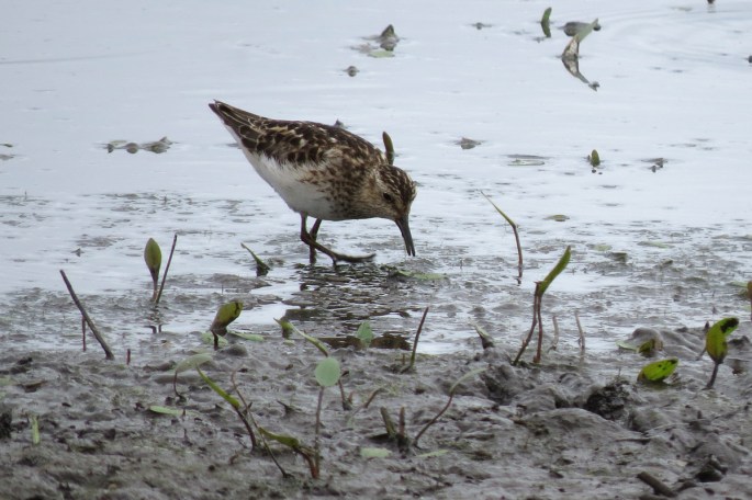least sandpiper