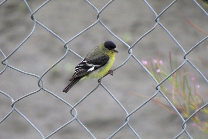 lesser goldfinch right