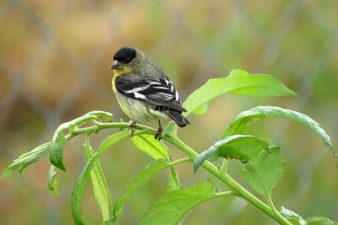 lesser goldfinch