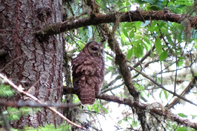 spotted owl 2