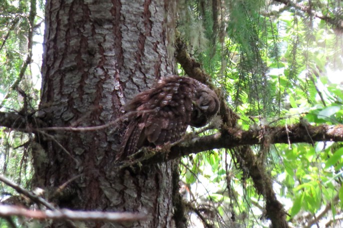 spotted owl 3