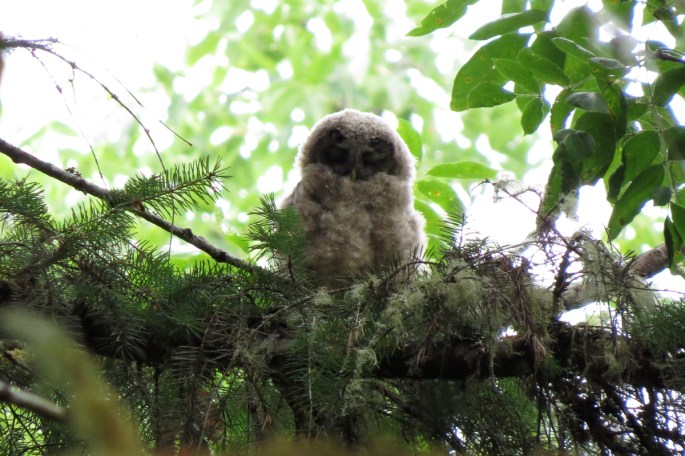spotted owl baby
