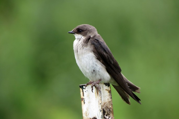 tree swallow female