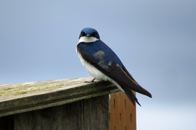 tree swallow male