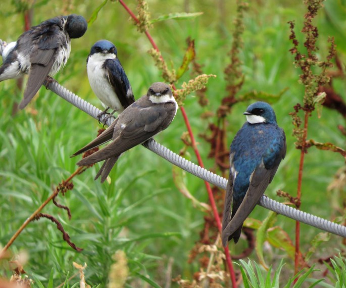 tree swallows