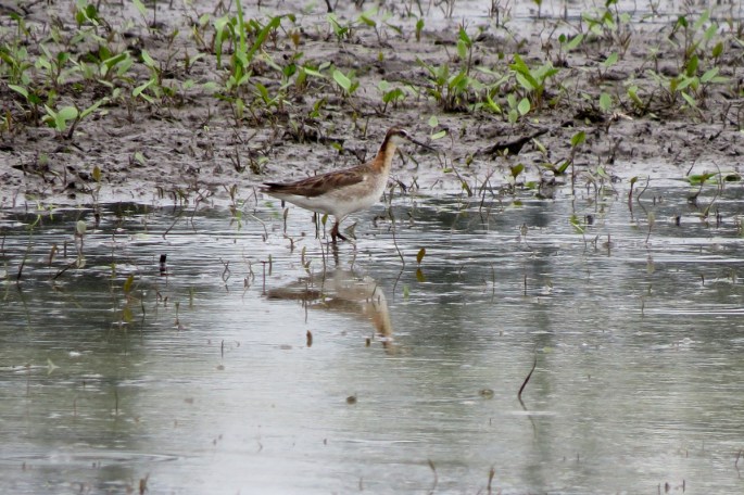 wilson's phalarope
