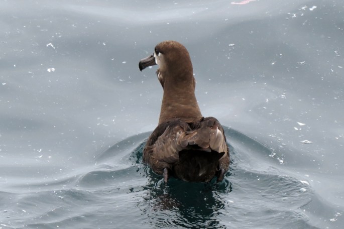 black-footed albatross back