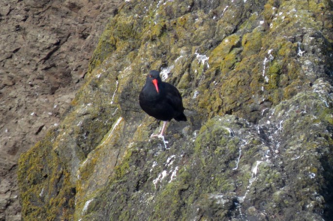 black oystercatcher