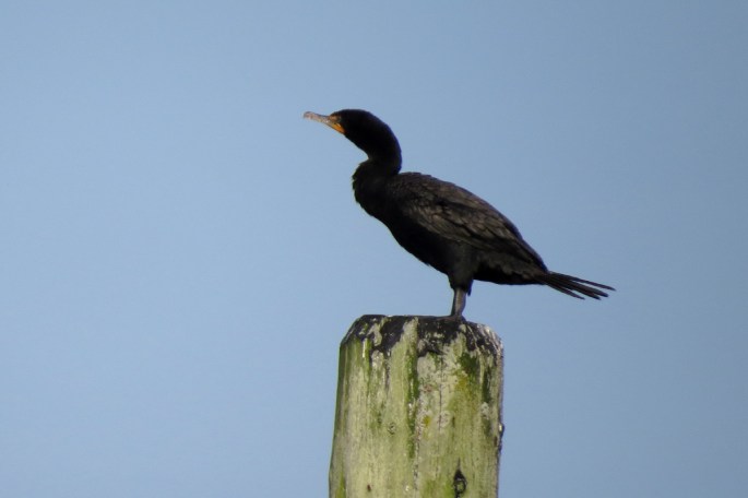 dc cormorant
