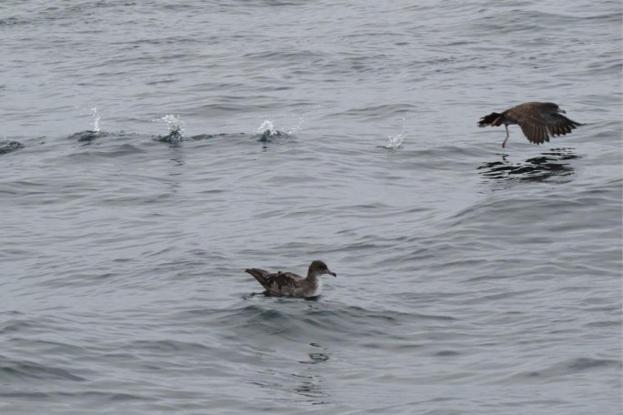 pink-footed shearwater patter