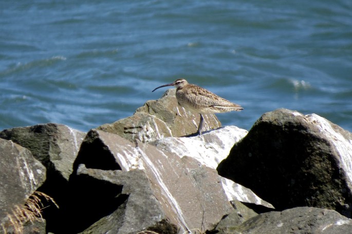 whimbrel
