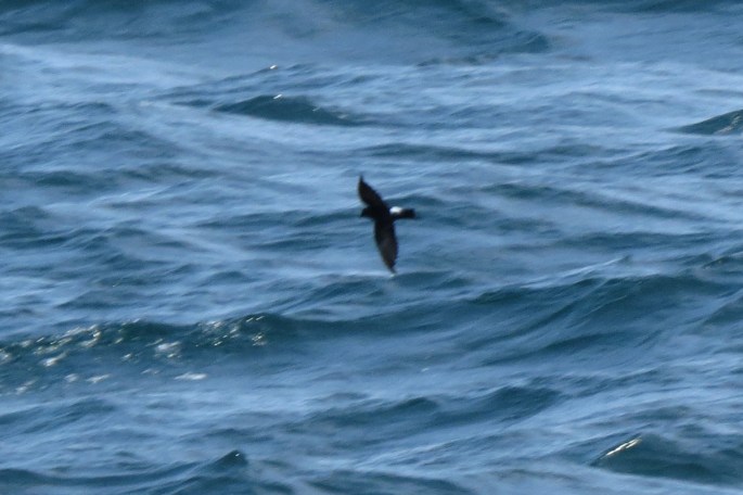 wilson's storm-petrel